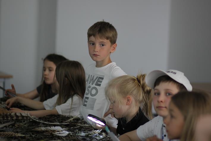 Migracje ptaków - odwieczne misterium przyrody