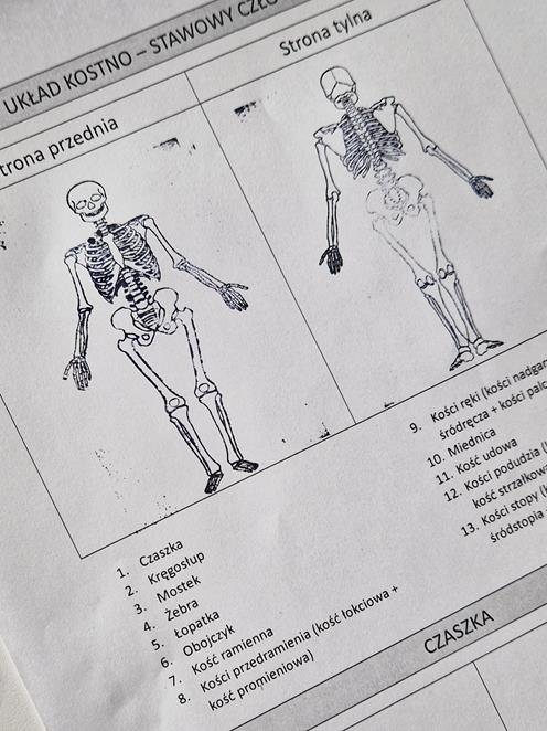 poznajemy ludzkie kości