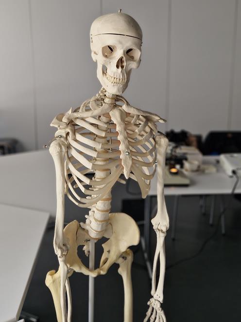 poznajemy ludzkie kości