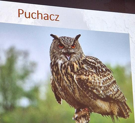 Sowy - nocne duchy czy sprytni łowcy?