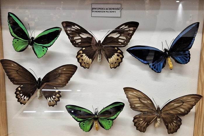 Motyle i chrząszcze Polski i świata